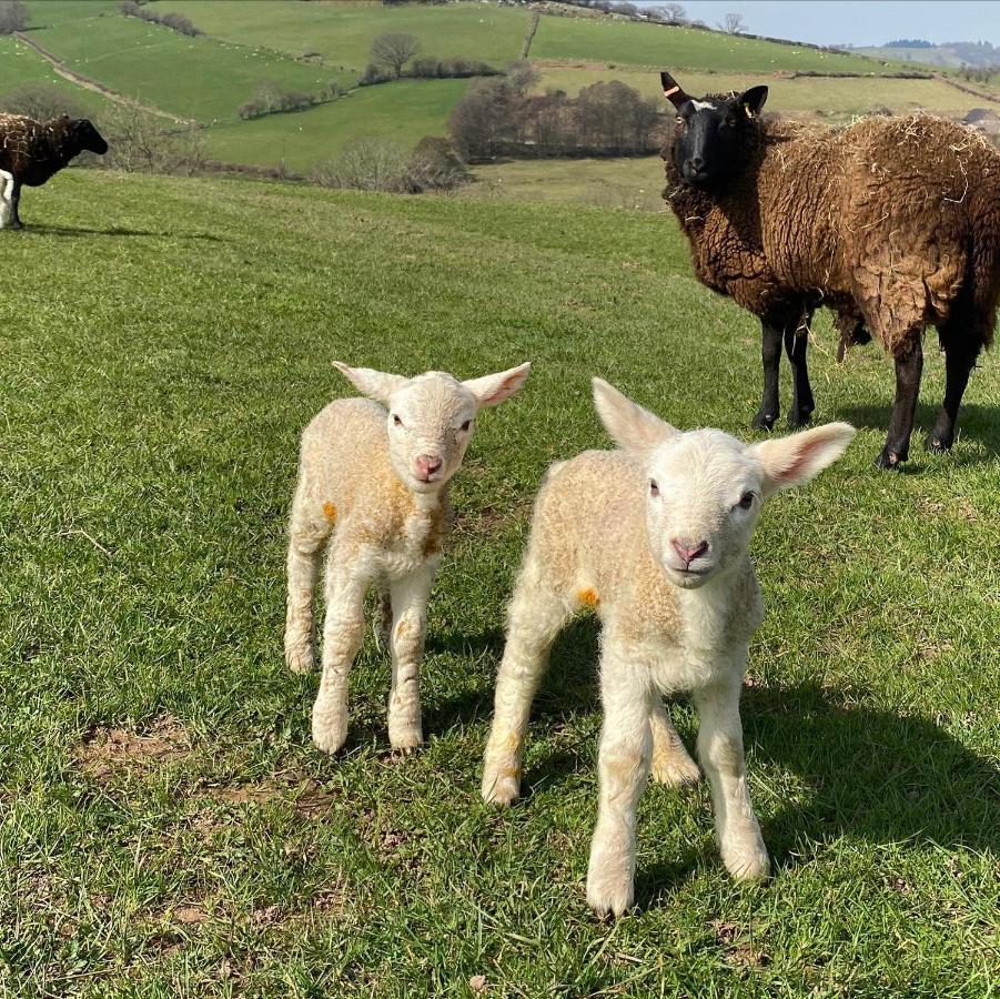 LlangynidrPant Llwyd Farm别墅 外观 照片