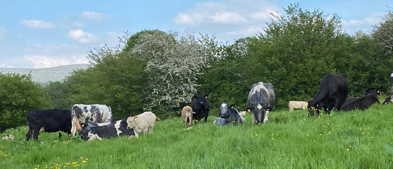 LlangynidrPant Llwyd Farm别墅 外观 照片